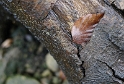 Blatt_DSC2319 Kopie.jpg   26.04
